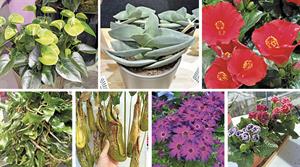 New plants